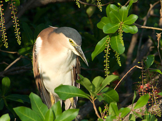 Carrollton Neighborhood Attempts to with Egret Invasion Carrollton Neighborhood Attempts to with Egret Invasion