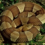 News - Dallas Park Sports Snake Warnings