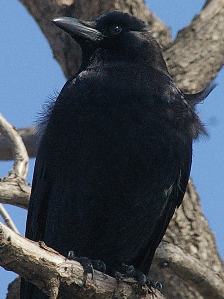 American Crow - Afternoon Rounds