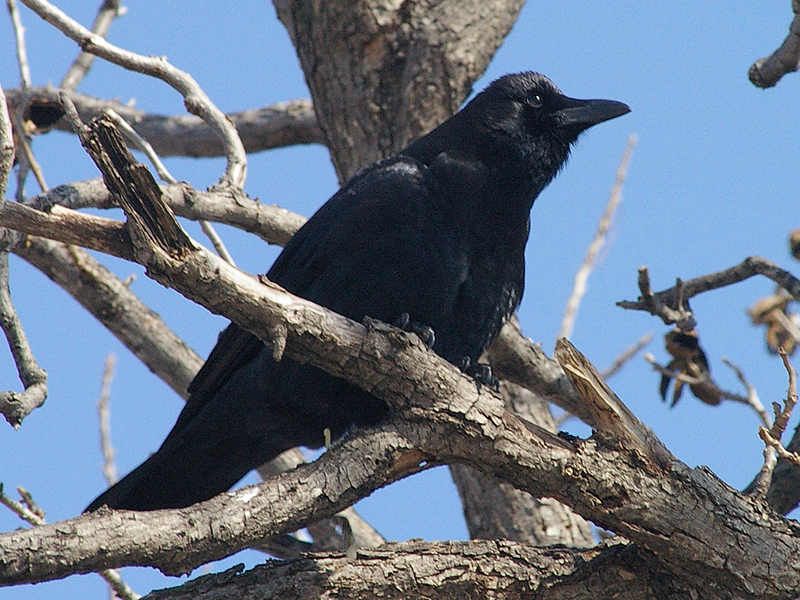 American Crow - Afternoon Rounds