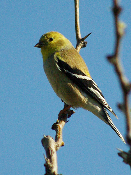 A male American Goldfinch in winter plumage at McInnish Park in Carrollton, Texas.