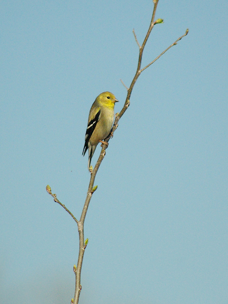 A male American Goldfinch in winter plumage at McInnish Park in Carrollton, Texas.