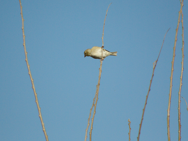 A female American Goldfinch in winter plumage at McInnish Park in Carrollton, Texas.
