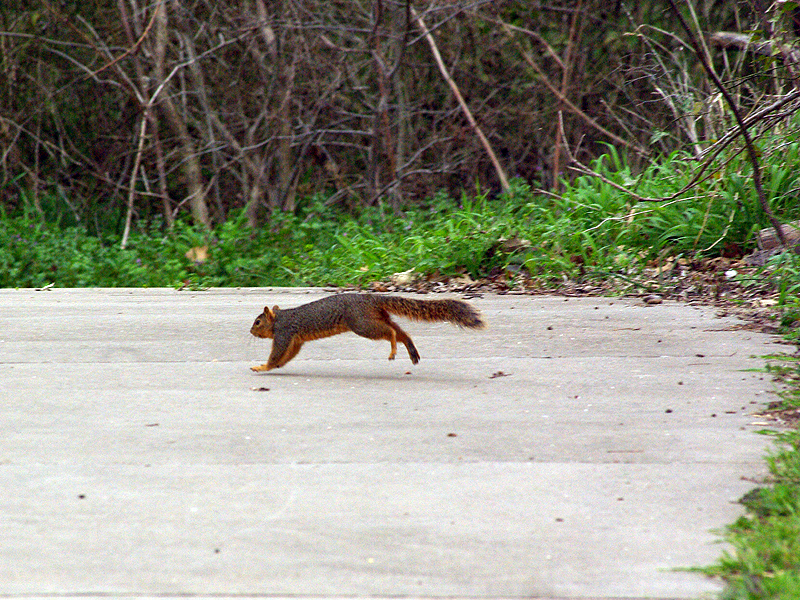 Fox Squirrel - Ups and Downs