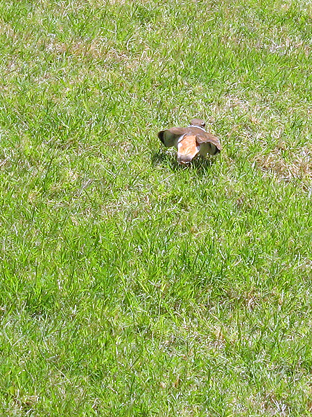 A Killdeer trying to lead us away from its nest by feigning a broken wing.
