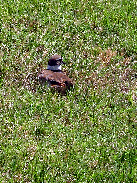 This Killdeer is trying to protect its nest by making itself appear to be an easy target.    It does this by calling out in distress and fluttering its wings as if they are broken—all the while moving further and further away from its young.