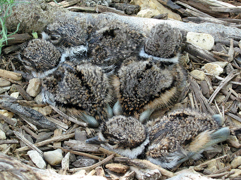A nest full of Killdeer chicks in Carrollton, Texas.