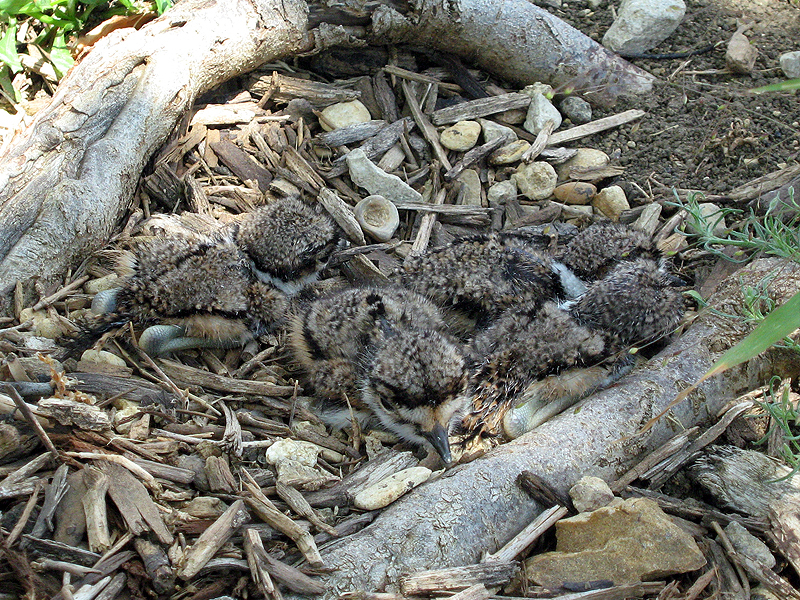 A nest full of Killdeer chicks in Carrollton, Texas.