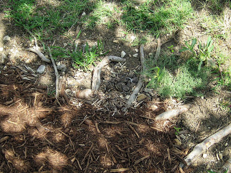 Now you can start to get some idea of just how well hidden the Killdeer nest was.