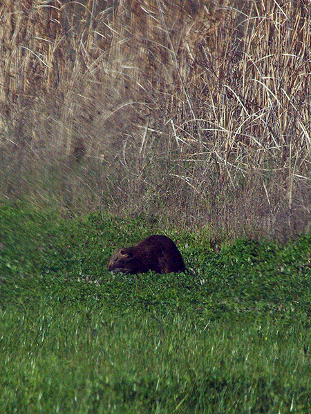 There is a fairly good sized marshy area near the entrance to McInnish Park. As I drove by this area I noticed a large adult Nutria feeding in the lush grass and clover growing between the water and the road.