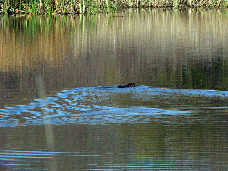 As soon as I stepped out, the Nutria hightailed it for the water.