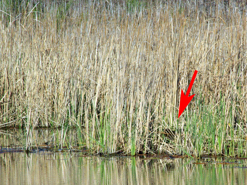 The red arrow indicates the location of the Nutria after he exited the water and entered the reeds.