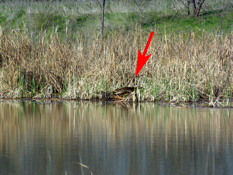 I soon noticed a suspicious looking clump of brown near the south end of the pond. I began working my way around the edge of the water and started taking pictures as I approached. Because of the distance and intervening reeds, it was hard to make out what kind of animal I was observing, but the brown fur was unmistakable. I was fairly certain it was another Nutria, but there was something unusual about what I was seeing—something I couldn’t quite put my finger on.