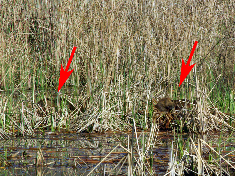 What’s more, some of the photographs revealed another group of Nutrias a little further down the bank that I never even noticed while I was on site.