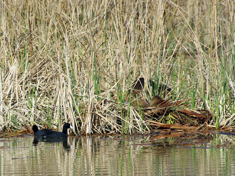 A pair of American Coots swam past the Nutrias.