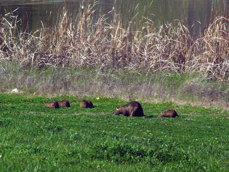 On my way out, I decided to make one more pass by the marsh near the entrance, and I was glad I did. There in the thick green grass of the bank was not one Nutria, but a whole family of them! It was a mother with her five recently weaned kits.