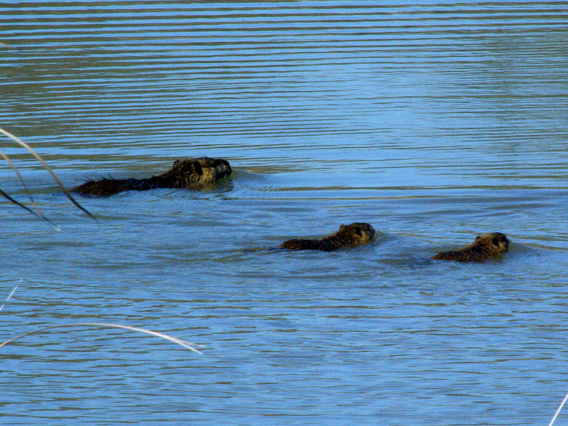The mother and three of her kits formed up in the water.