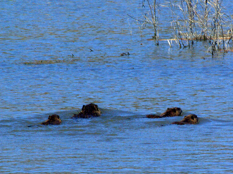 The four nutrias swam for the far side of the pond.