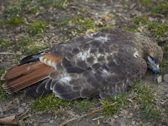 Pale Male's Lima Gone Pale Male's Lima Gone