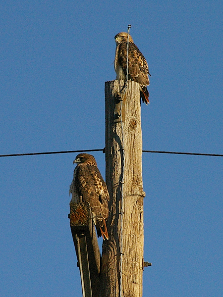These two Red-tailed Hawks appear to be a male and a female.  The male is perched at the top of the pole.  The larger female is on the crossbar. 