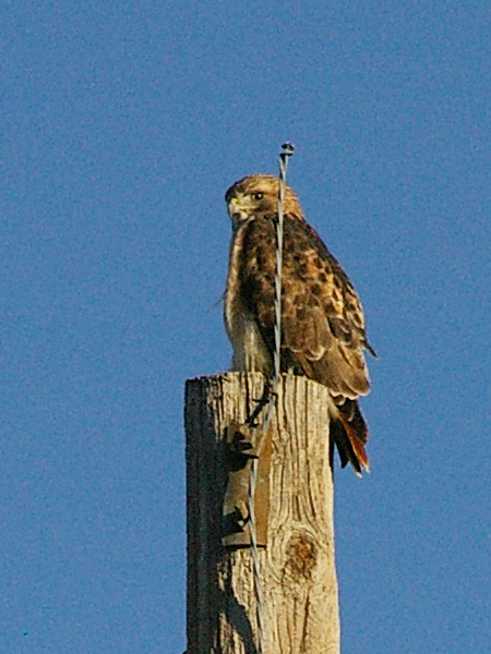 The male Red-tailed Hawk is slightly smaller than the female.