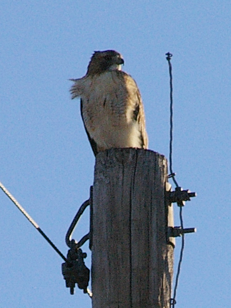 A male Red-tailed Hawk in Richardson, Texas.
