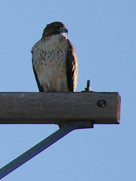 A female Red-tailed Hawk in Richardson, Texas.