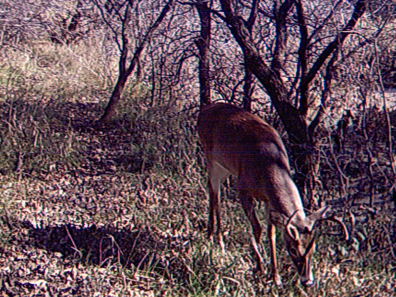 White-tailed Deer - Trail Walker