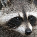 Raccoon - Ringtail Corps