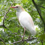 News – Noise Used to Battle Carrollton Egrets