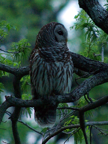 Barred Owl - At Dusk