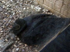 Black Vulture - A New Beginning