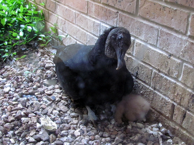 A Black Vulture caring for its recently born offspring.