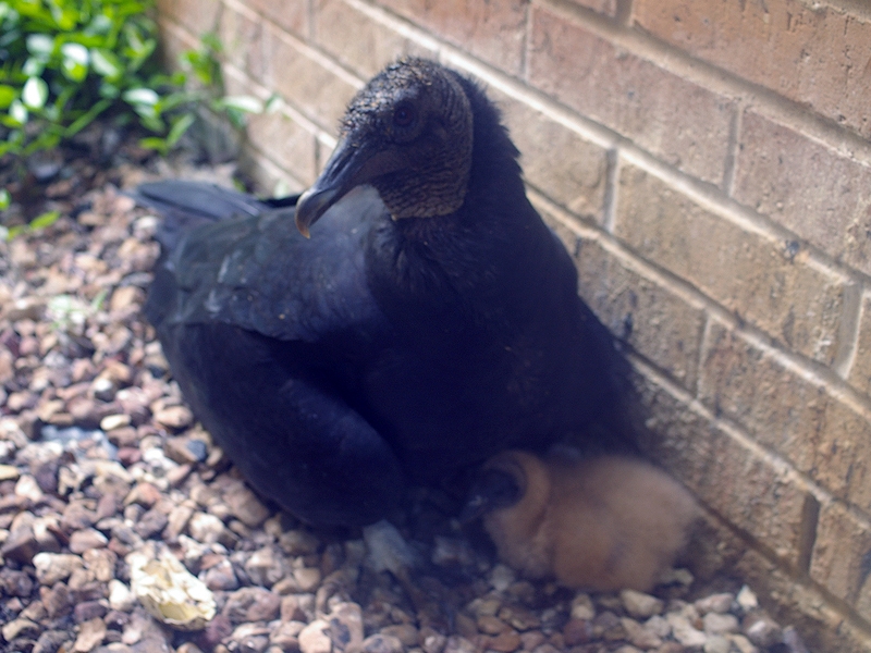 A Black Vulture caring for its young.