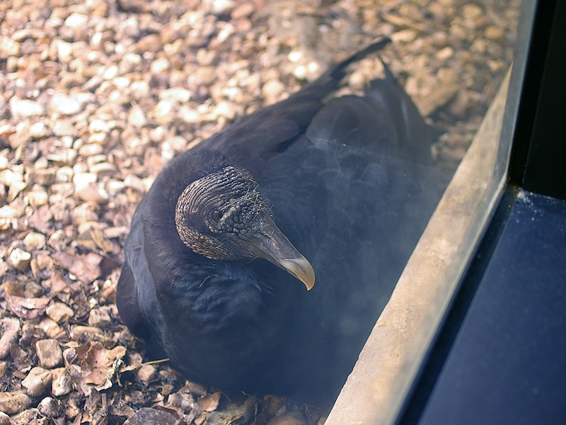 Black Vulture – Nest Update 2