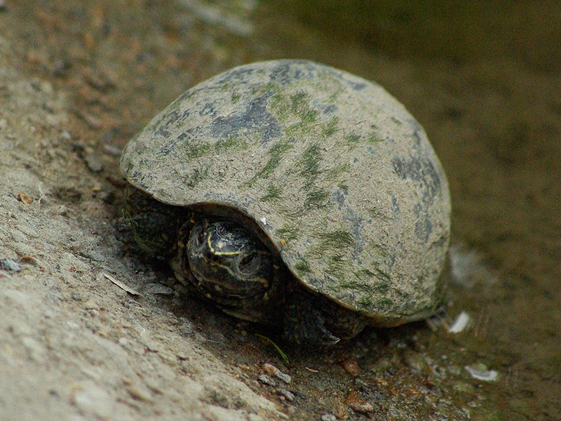 I found this female Common Musk Turtle on the White Rock Bike Trail in the Lake Highland area of Dallas, Texas.