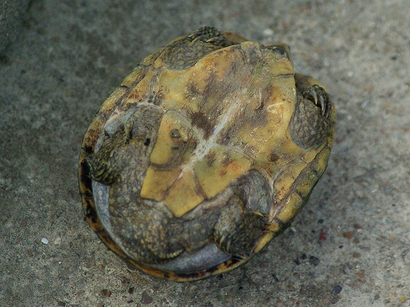 The turtle is identified as a female by the small size of its tail. The female's tail just barely extends beyond the edge of the shell and is decidedly smaller than that of a male.