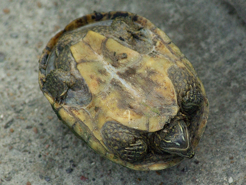 Another picture of the underside of a female Common Musk Turtle.