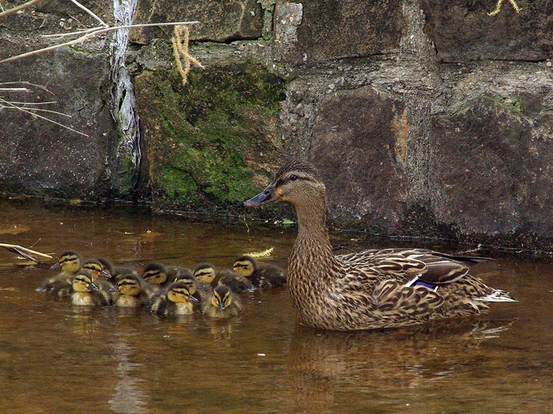 This Mallard was observed as she cautiously moved her ducklings downstream in a small creek in Carrollton, Texas. Their objective was to reach the open water of the large pond that the creek empties into just a few hundred yards/meters away.