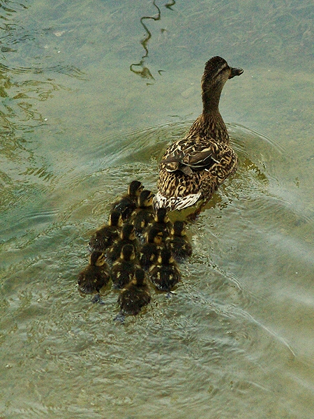 The ducklings stayed by their mother's side at all times.