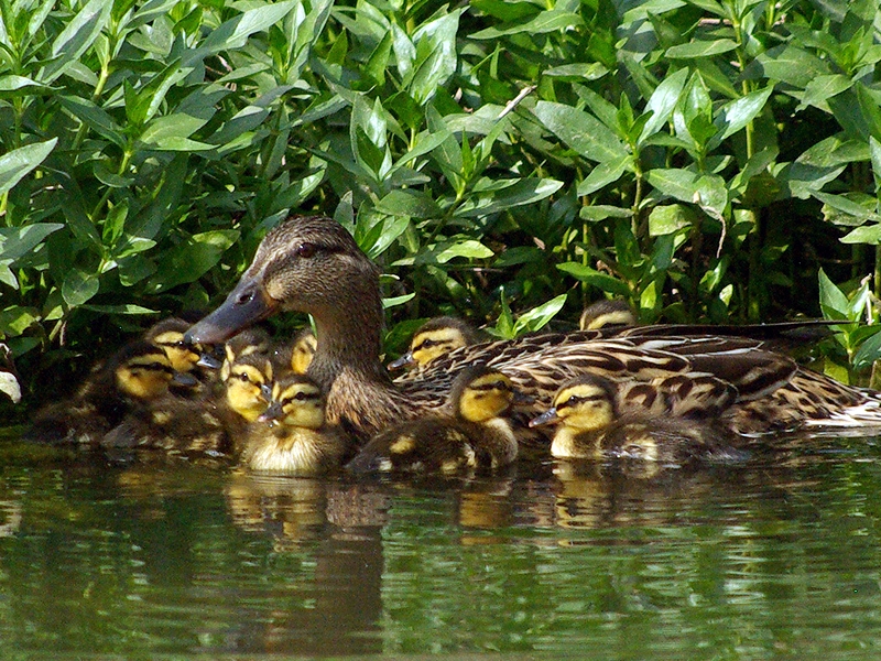 Whenever the mother duck felt nervous she would stop and gather her ducklings around her.