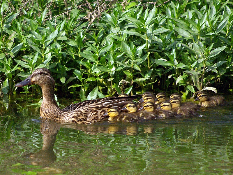 Mother Mallards are very protective of their young. 