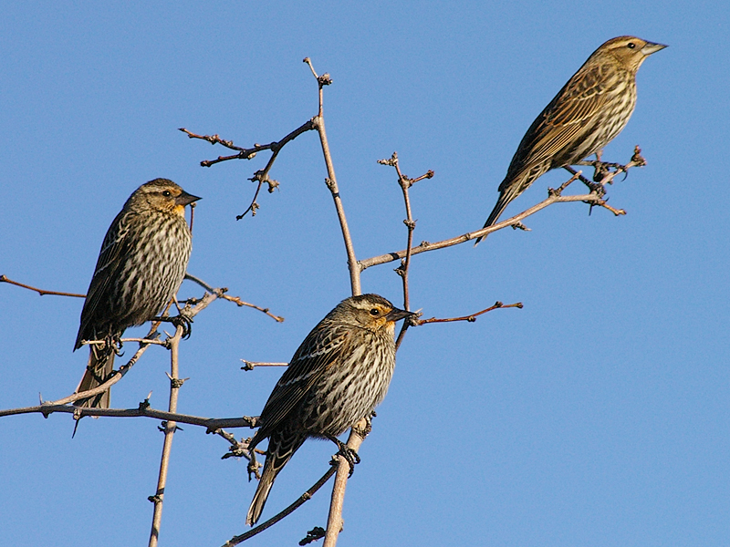 Groups of female Red-winged Blackbirds were observed moving through the trees on the north shore of Woodlake Pond in Carrollton, Texas.