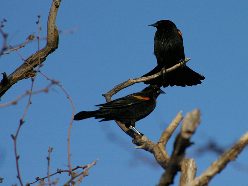 A short time after the females passed by, they were followed by similar groups of male Red-winged Blackbirds.