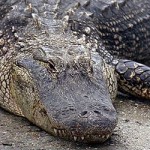 News - Charges Filed in Alligator Killing