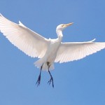 News - City Takes Action to Rid Neighborhood of Nesting Egrets, Herons