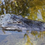 News - Game Wardens Investigate Gator's Death