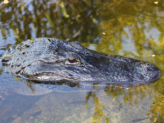 Game Wardens Investigate Gator's Death