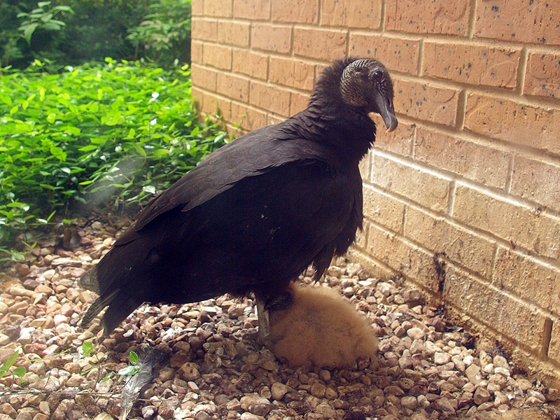 Black Vulture - Nest Update 4