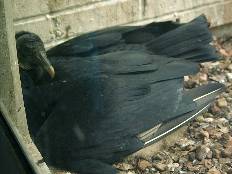 Black Vulture - Nest Update 5